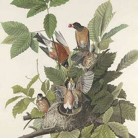 American Robin by Dreyer Wildlife Print Collections 