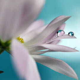 In Turquoise Company by Heidi Westum