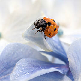 Ladybug by Nailia Schwarz