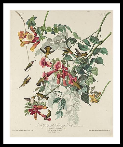 Hummingbirds Among Vibrant Blossoms Framed Print