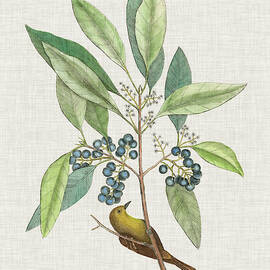 Studies In Nature Iv by Mark Catesby