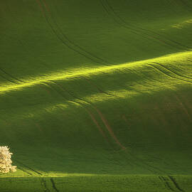 White Lady of Moravia by Piotr Skrzypiec