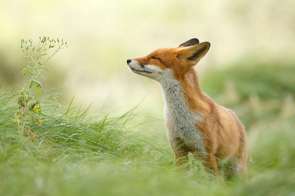 Fox in Serene Grassland Wall Art