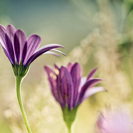 Flower on Summer Meadow by Nailia Schwarz