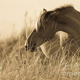 Wild Horse on the Beach by Diane Diederich