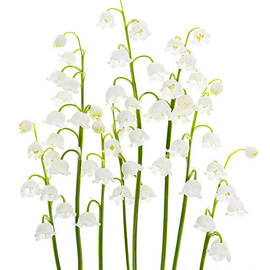 Lily-of-the-valley flowers arrangement by Elena Elisseeva