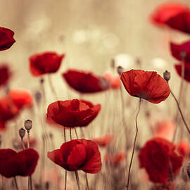 Summer Poppy by Nailia Schwarz