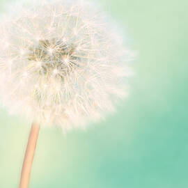 A Single Wish II by Amy Tyler