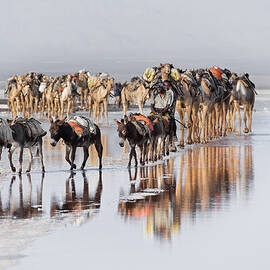 A Unique Journey by Trevor Cole