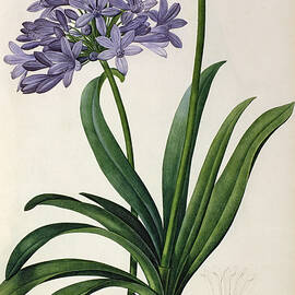 Agapanthus umbrellatus by Pierre Redoute