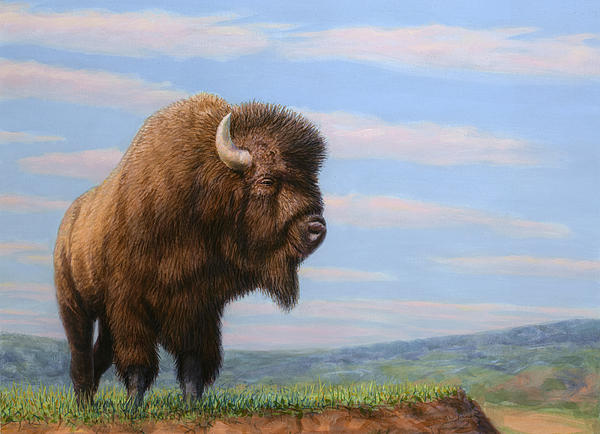 Buffalo Art for Sale