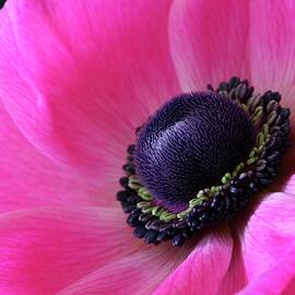 Anemone Pink by Julie Powell