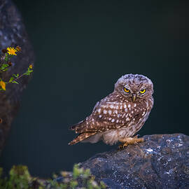 Angry Owl by Ibrahim Canakci