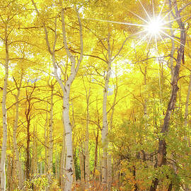 Aspen Morning by Darren White