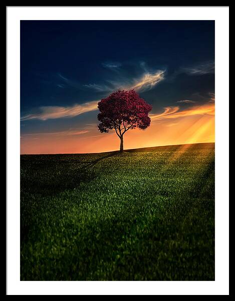 Solitary Tree at Sunset Framed Print