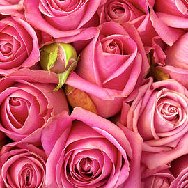 bed of roses by Carlos Caetano