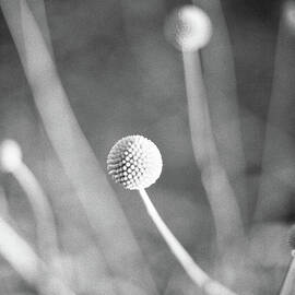 Billy Ball Flowers by Ana V Ramirez