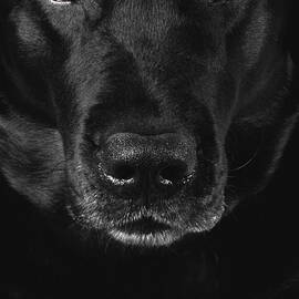 Black Labrador Retriever by Diane Diederich