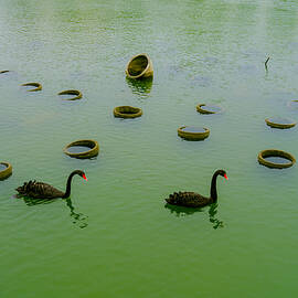 Black Swan by New Impressionist-zou Shengrong