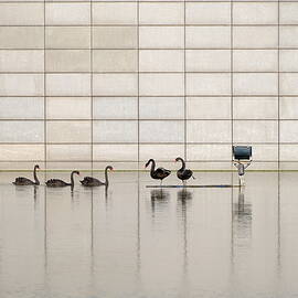 Black Swan by New Impressionist