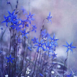 bluebell heaven by Priska Wettstein