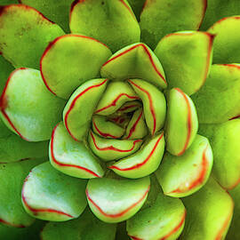 Cactus Plant by Carlos Caetano