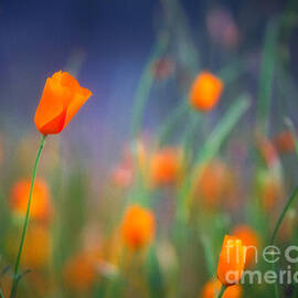 California Poppies 2 by Anthony Michael Bonafede