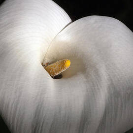 Calla Lily by Gilbert Artiaga