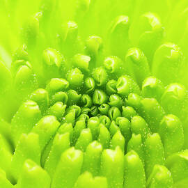 Chrysanthemum Macro by Wim Lanclus