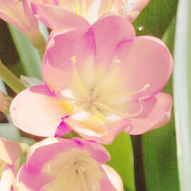 Clivias by Gilbert Artiaga