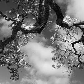 Cloudy Oak by Laurie Search