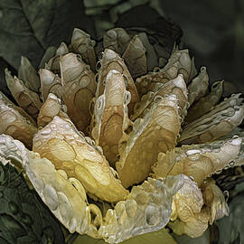 Cold Shower by Gilbert Claes