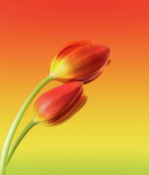Vibrant Tulips Against Gradient Backdrop Wall Art