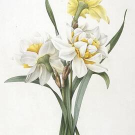 Double Daffodil by Pierre Joseph Redoute