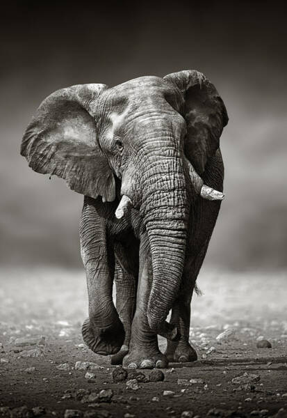 Majestic Elephant Striding Forward Wall Art