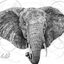 Elephant by Michael Volpicelli
