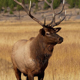 Eyeing The Harem by Sandra Bronstein