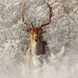 Fairytale Fallow Deer in the Frost by Roeselien Raimond