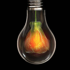 Flower in Bulb by Bess Hamiti