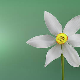 Flower paradise by Bess Hamiti