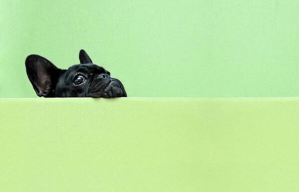 Curious Bulldog Peek Wall Art