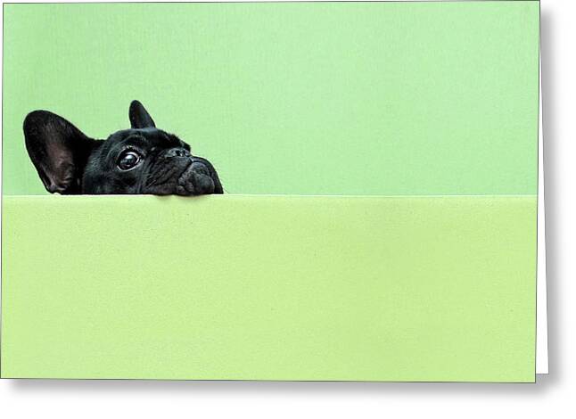 Curious Bulldog Peek Greeting Card