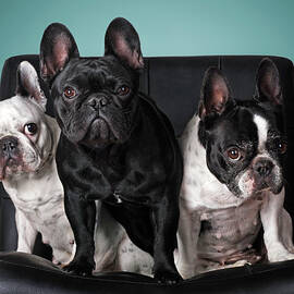 French Bulldogs by Retales Botijero