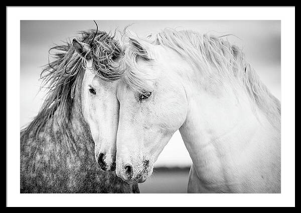 Graceful Horses in Motion Framed Print