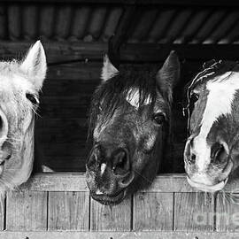 Funny horses by Delphimages Photo Creations