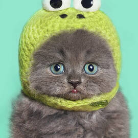 Funny Kitten by Retales Botijero