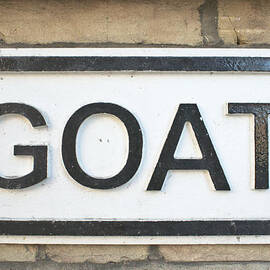 Goat by Tom Gowanlock