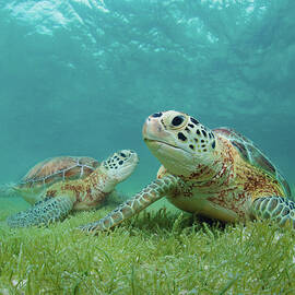 Green Sea Turtles by M Swiet Productions