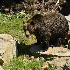 Grizzly by Jake Vandenbrink