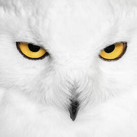 H Y P N O T I C S by Fegari